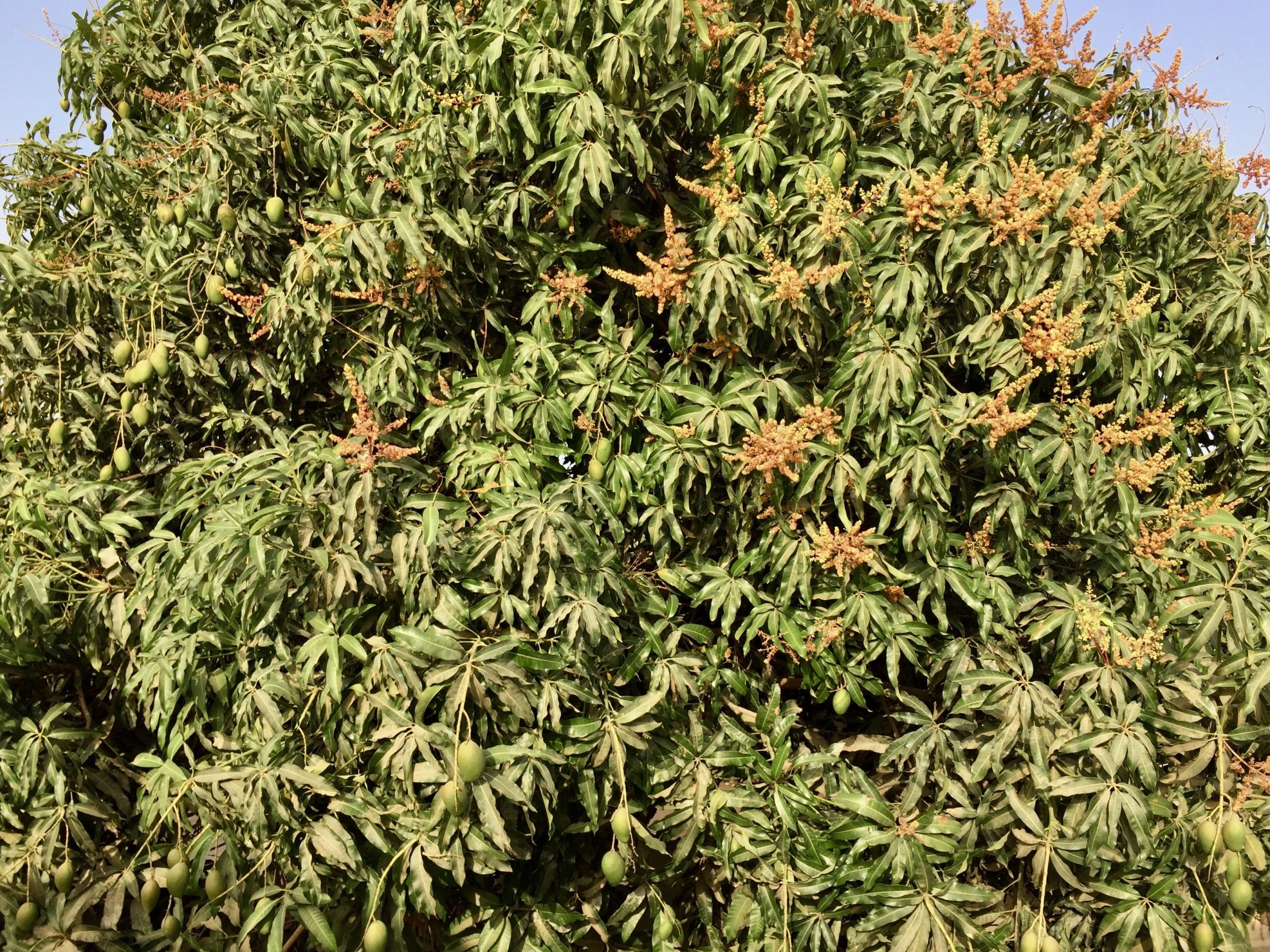 Are GMOs the only solution to food insecurity? Cornell Alliance for ... Biology Diagrams